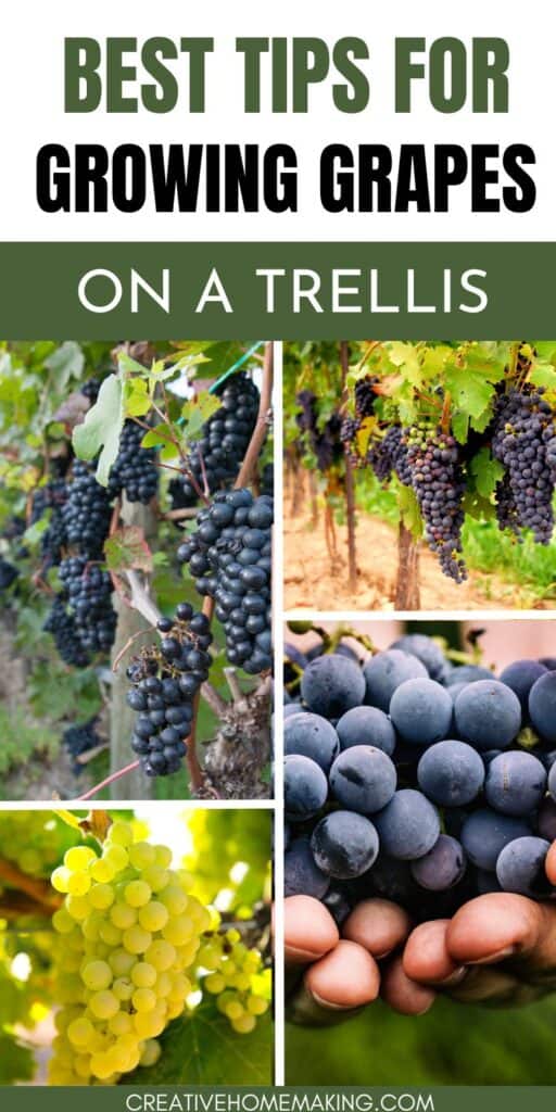 Create your own vineyard at home by mastering the art of growing grapes on a trellis. From selecting the perfect varieties to trellis design ideas, unleash your green thumb and savor the fruits of your labor.