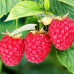 Looking to boost your raspberry yield this spring? Dive into our guide on pruning raspberries for a flourishing garden. Find out the secrets to nurturing healthy raspberry plants!