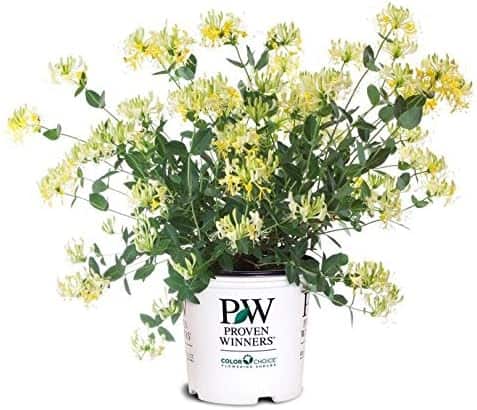 Proven Winners - Lonicera periclymenum 'Scentsation' (Honeysuckle) Vine, , #2 - Size Container