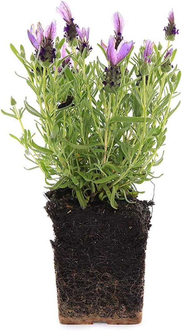 Spanish Lavender Quart