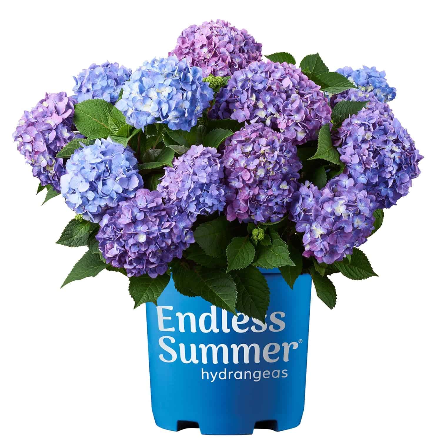 1 Gal. Endless Summer Bloomstruck Hydrangea