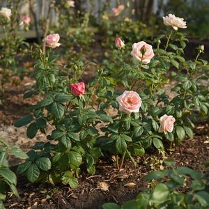 Healthy rose bushes in early spring garden
