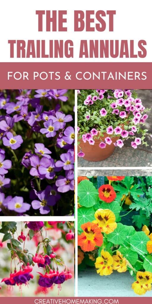 Elevate your outdoor decor with these top trailing annuals for pots and containers! Whether you're looking for colorful flowers or foliage that spills over the edges, these stunning plants are perfect for hanging baskets and window boxes. Explore our picks for the best trailing annuals and get inspired!