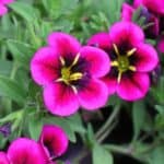 Transform your container gardens with these stunning trailing annuals! Explore our collection of vibrant and versatile plants perfect for pots and containers. From cascading blooms to lush foliage, these trailing annuals will elevate your outdoor spaces.