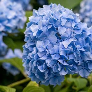Learn how to deadhead hydrangeas the right way! Proper pruning encourages fuller growth, healthier plants, and more vibrant blooms all season long.