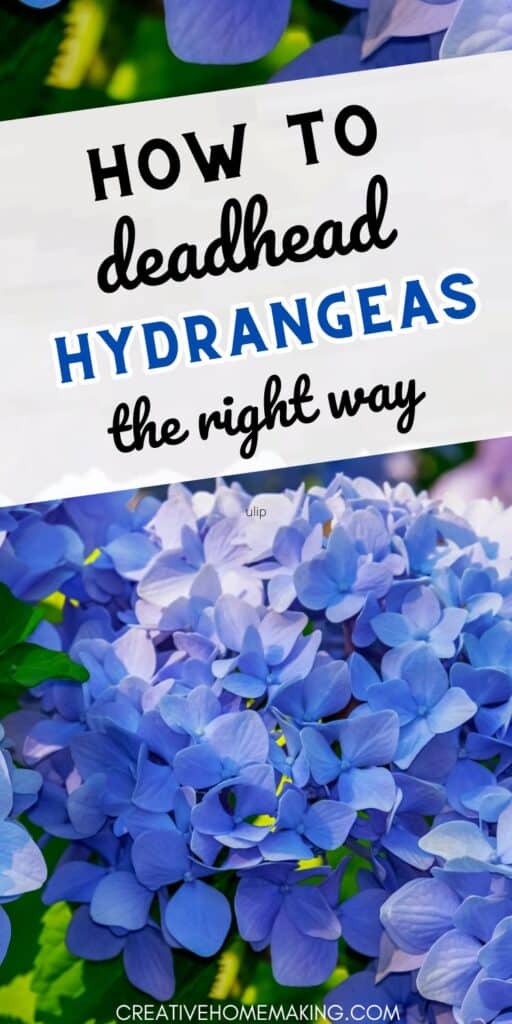 Discover the essential steps for deadheading hydrangeas to promote healthy growth and maximize the beauty of your garden blooms. Our expert guide makes it easy to master this important gardening technique.