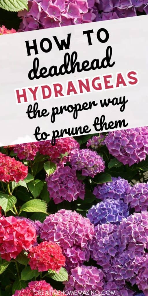 Uncover the secrets of successful hydrangea deadheading and enjoy a flourishing and healthy garden with our easy-to-follow instructions.