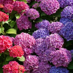 Learn the proper technique for deadheading hydrangeas to encourage new growth and abundant blooms with our step-by-step guide.