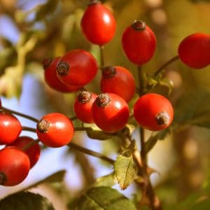 Bright red rose hips on a bush after the first frost