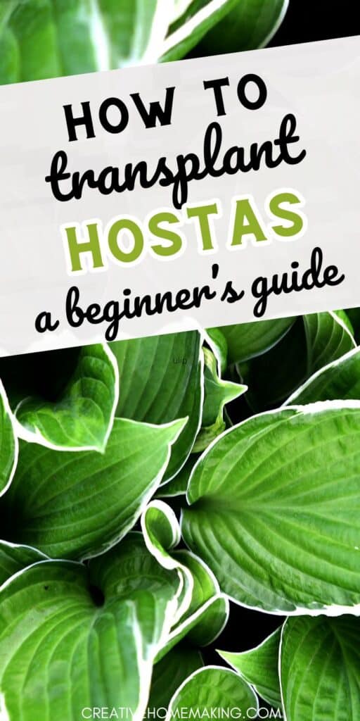 Ready to move your hostas to a new spot? Find out how to transplant them with ease and keep your garden looking beautiful.