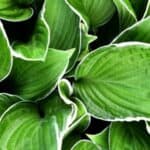 Discover the secrets to successfully transplanting hostas with our step-by-step guide. Your garden will thank you!