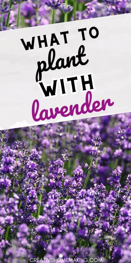 Trying to decide what to plant with lavender? Pair your lavender plants with the soothing greenery of mint, lemon balm, and chamomile to create a tranquil and aromatic oasis in your garden.