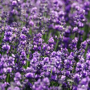 Create a stunning garden with lavender as the centerpiece and complement it with rosemary, thyme, and sage for a fragrant and beautiful herb garden.