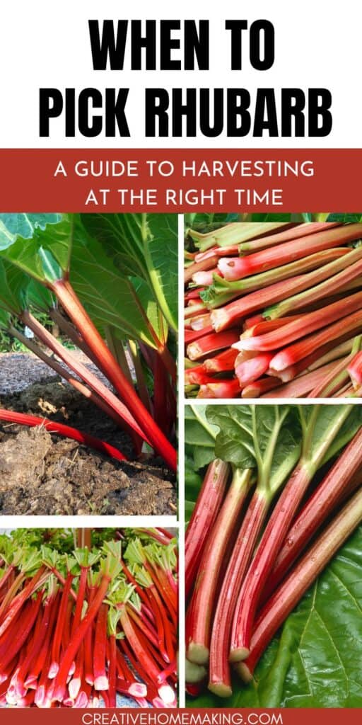Get the scoop on when to pick rhubarb for the most succulent and vibrant stalks. Unleash your culinary creativity with garden-fresh rhubarb picked at just the right moment.