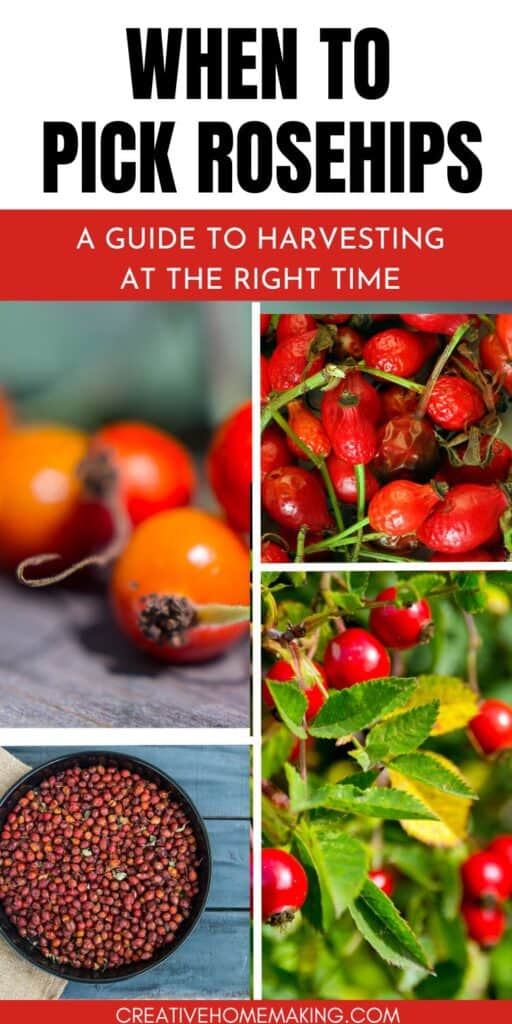 From late summer to early fall, learn the best time to pick rose hips and harness their natural goodness. Explore our guide to harvesting rose hips and infuse your life with their unique and delightful flavors.