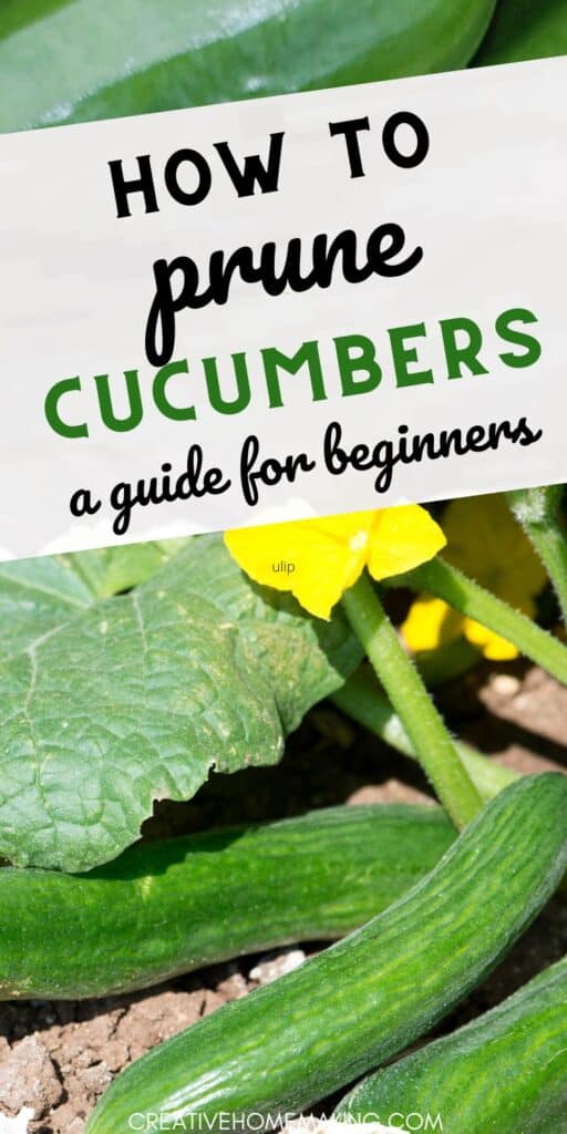Pruning cucumbers can help improve air circulation, reduce disease, and increase fruit production. Discover the best techniques for pruning your cucumber plants and enjoy a bumper crop this season.