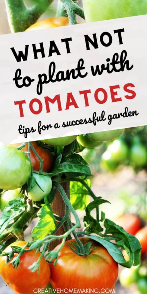 Find out which plants are not compatible with tomatoes and how to plan your garden for optimal growth and yield. Avoid these common mistakes and create a harmonious garden environment.