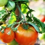Discover what not to plant with tomatoes to ensure a successful and thriving garden. Avoid these common mistakes and learn how to properly companion plant with your tomatoes.