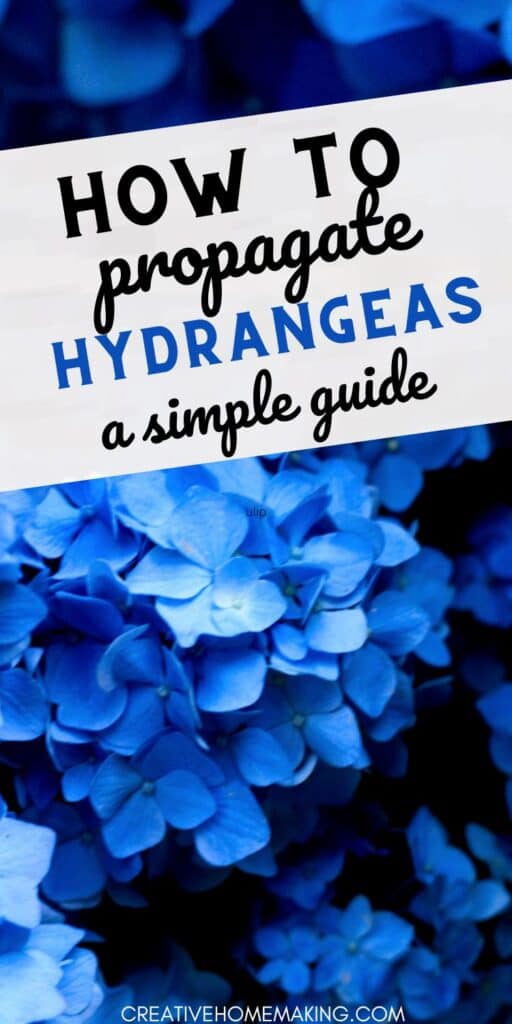 Want to expand your hydrangea collection? Check out our guide on how to propagate hydrangeas easily! Uncover the secrets to successful cuttings and division, and enjoy a flourishing garden filled with color.