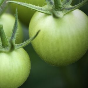 Transform your green tomatoes into culinary delights! From crispy fried green tomatoes to tangy salsas, discover a variety of recipes that showcase their unique flavor. Don't let those unripe gems go to waste—try your hand at pickling or making a zesty chutney. Perfect for adding a burst of freshness to your meals!