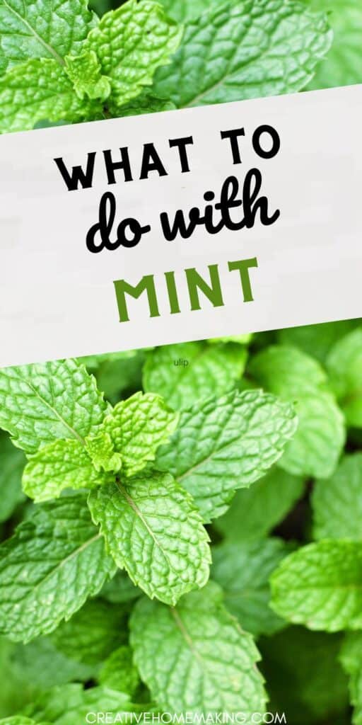 Explore the endless possibilities of cooking with mint! Whether you're whipping up a fragrant mint pesto, adding it to salads for a fresh twist, or creating delightful desserts, this herb can transform any dish. Dive into our collection of mint-inspired recipes and get ready to impress your taste buds!