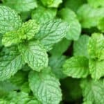 Elevate your dishes with the bright and refreshing taste of mint! Discover a variety of creative ways to use this versatile herb, from zesty mint chutneys and flavorful marinades to refreshing mint teas and cocktails.