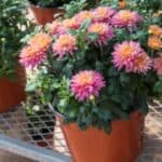 Maximize the lifespan of your potted mums! These lovely fall favorites can last 4 to 8 weeks, depending on care. Dive into our expert advice on maintaining their health and beauty, from soil selection to pruning techniques, and keep your garden bursting with color!