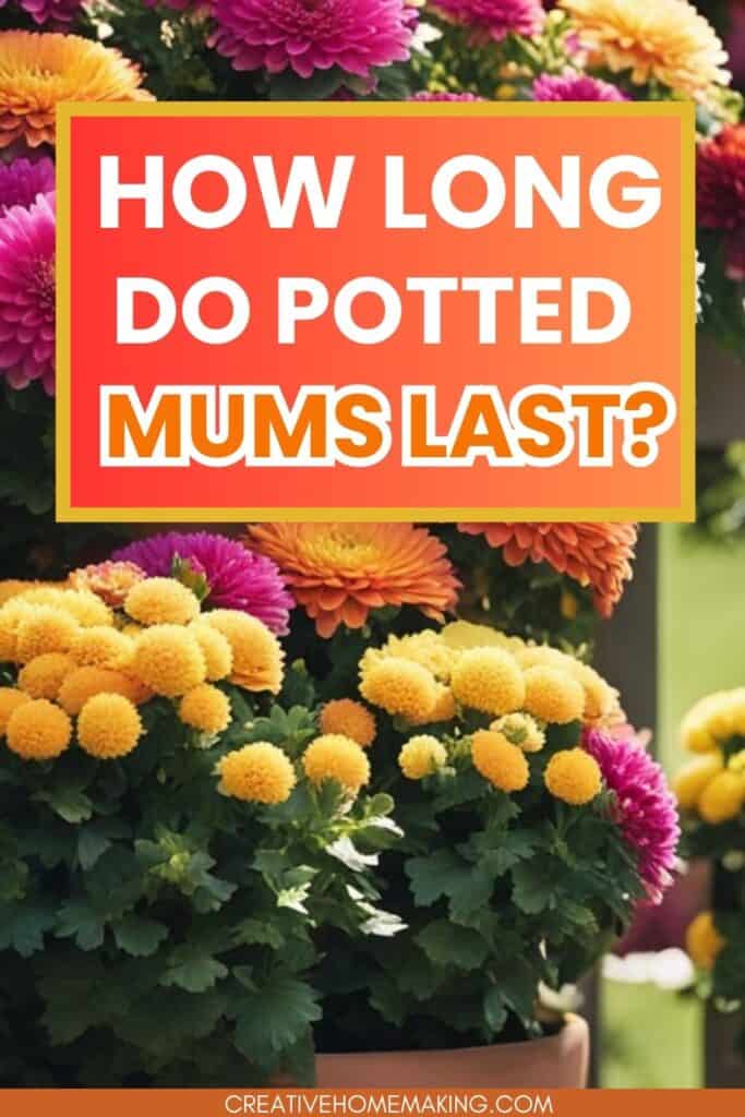 Discover the longevity of potted mums! These vibrant blooms can last anywhere from 4 to 8 weeks with the right care. Learn tips on watering, sunlight, and temperature to keep your potted mums looking fresh and beautiful throughout the season. Perfect for adding a splash of color to your home or garden! 