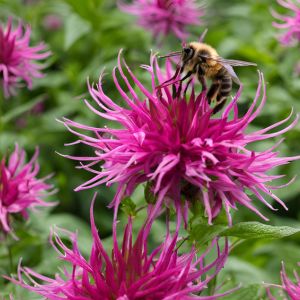 Discover the beauty of a shade garden with these vibrant herbs! From fragrant mint to delicate lemon balm, these shade-loving plants thrive in low light while adding flavor and aroma to your culinary creations. Perfect for small spaces or under tree canopies, learn how to cultivate your own herb oasis in the shade!