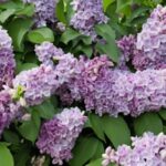 Elevate your garden with the ideal companions for lilacs! Explore a selection of flowers and plants that thrive alongside lilacs, promoting growth and adding a splash of color to your landscape. Find out which plants work best to create a harmonious garden.