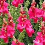 Transform your outdoor space with beautiful snapdragons in pots! Explore our tips for selecting the right containers, soil, and care techniques to create a vibrant floral display that will brighten any patio or balcony.
