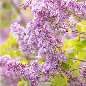 This Is the Secret to a Full, Blooming Lilac Hedge