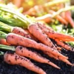 Colorful companion plants surrounding healthy carrot greens in a vibrant garden bed.