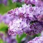 Lush lilac hedge in full bloom, showcasing vibrant purple flowers in a sunny garden setting.