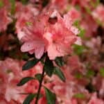 Close-up of blooming azalea flowers with green leaves