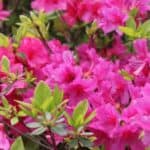 Discover the top companion plants that thrive alongside azaleas! Enhance your garden’s beauty with shade-loving perennials and shrubs that complement azaleas perfectly. From ferns to hostas, find the ideal plants to create a lush, colorful landscape.