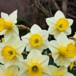 Step-by-step guide on how to divide daffodils in the garden.