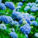 Before and after hydrangea pruning comparison