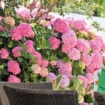 Tips for potting rhododendrons and ensuring healthy growth.