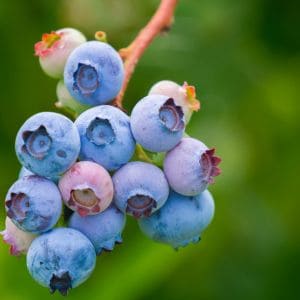 Close-up of ripe blueberries on the bush