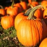 Pumpkin Planting Tips: When and How to Start Your Seeds
