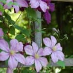 Clematis flowers blooming on a rustic garden trellis with lush green leaves