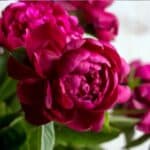 Enhance your peony garden with perfect companion plants such as coral bells and ferns. These plants provide contrasting foliage and colors, enriching your garden’s visual appeal and creating a thriving ecosystem.