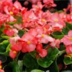 Maximize your small space with easy begonia container gardening ideas. Discover how to plant, arrange, and care for begonias in containers to add a splash of color to balconies, patios, or windowsills.