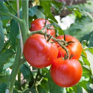 Growing tomatoes in containers is easy and rewarding. Follow these simple steps to plant, nurture, and harvest tomatoes throughout the growing season, whether you have a patio, balcony, or small garden space.