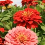 Learn how to propagate vibrant zinnias from cuttings with this simple step-by-step guide. Perfect for gardeners looking to multiply their blooms and add bright colors to their garden beds without buying new plants!