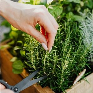Herbs selected for drying and tea making