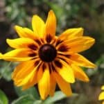 Black-Eyed Susans blooming in a sunny butterfly garden