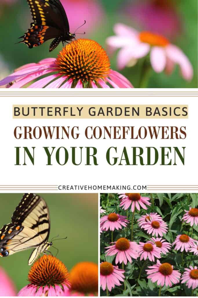 Purple coneflowers blooming in a sunny garden with butterflies feeding on the flowers.