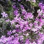 Creeping phlox blooming in a butterfly garden